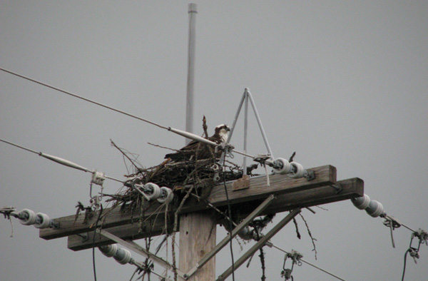 Image of a Golden Eagle about to land on a hazardous power pole cross-bar