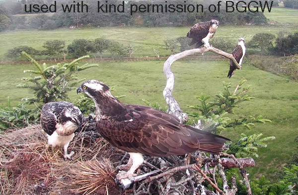 male with youngster on the perch, female and second youngster in the nest