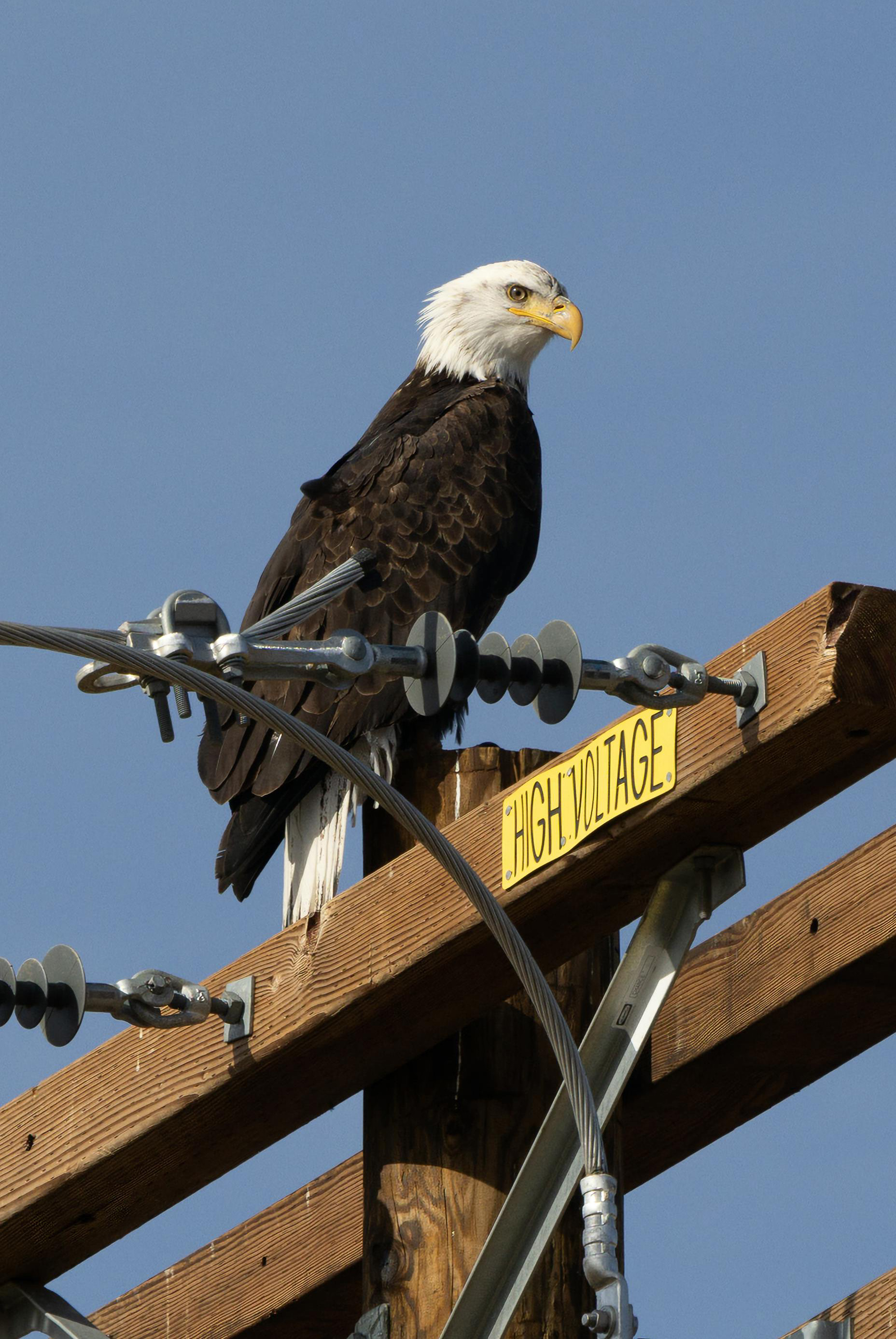 Bald eagle perching on electricity pole