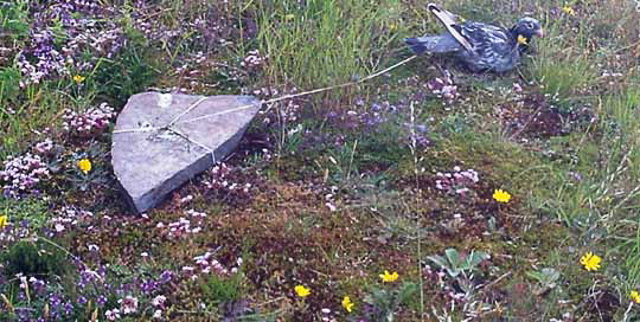Poisoned pigeon put there to kill peregrines