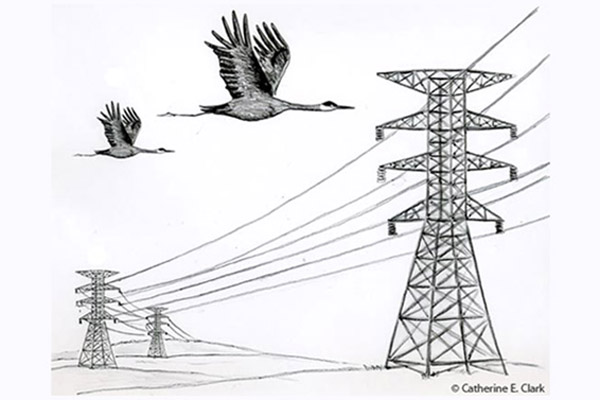 Picture by Catherine E. Clark of swans flying towards power lines between pylons