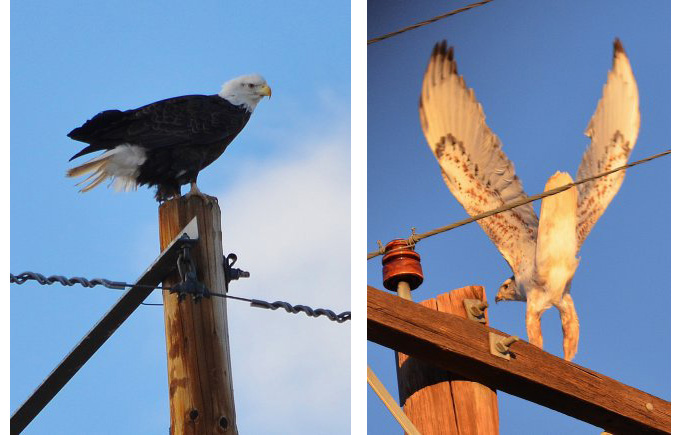 Bald headed eagle + a Hawk perching on a power pole in Fort Carson, Colorado.