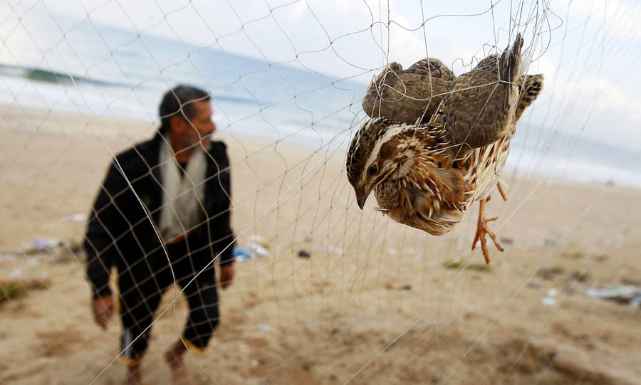 Quail caught in a hunter's net trap in August 2015