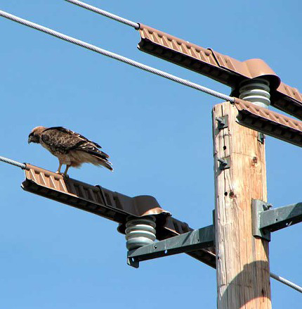 a power pole having some remedial work applied by the utility company
