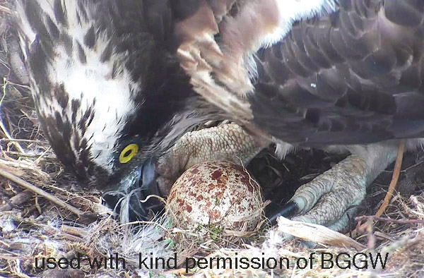 close-up image of female rolling an egg