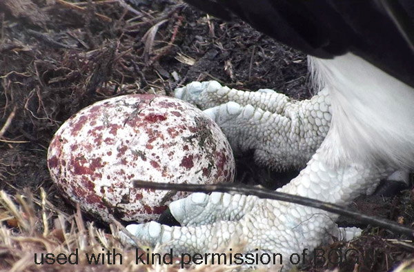 close-up of a single egg