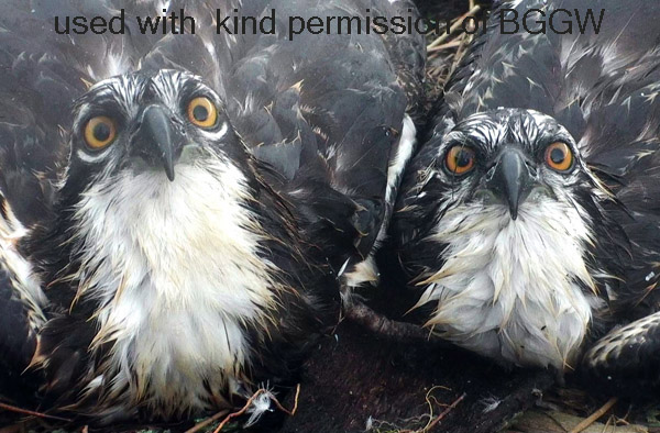 2x 6 week old chicks lying side-by-side in the nest