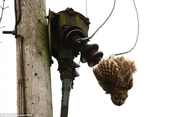 A tawny owl hanging from live wires below a power pole with transformer in Oxfordshire