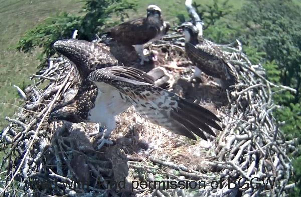 one youngster flapping her wings on teh rim of hte nest about to take off