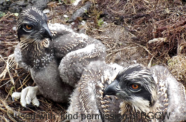 Three week old chicks