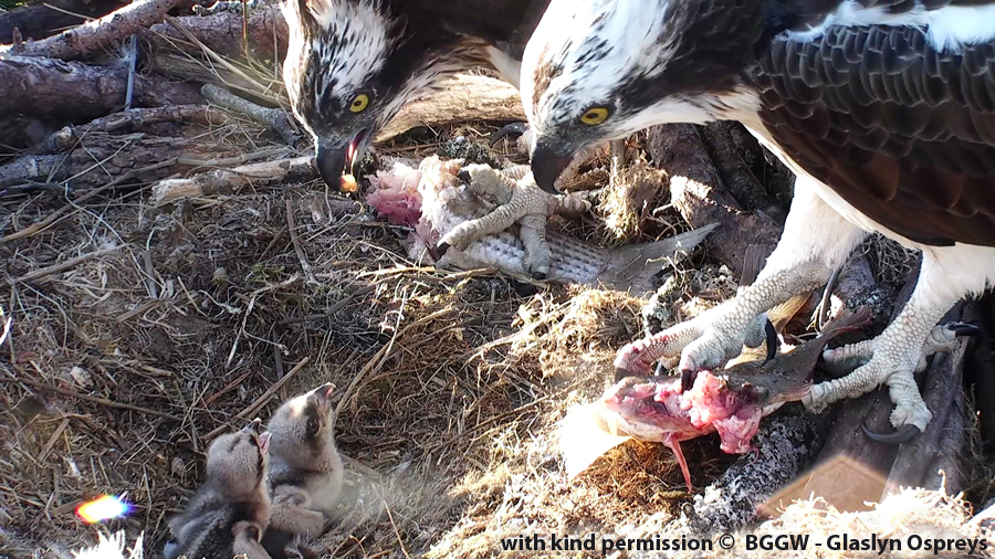 two young chicks with both parents with fish!