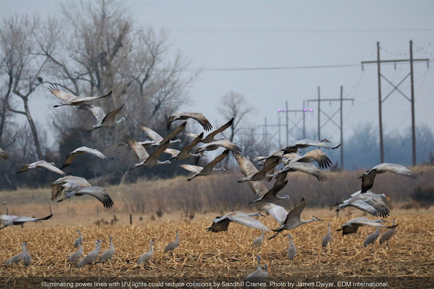 sandhill cranes flying with the powerline pylons where one is shone up by UV lights in the background