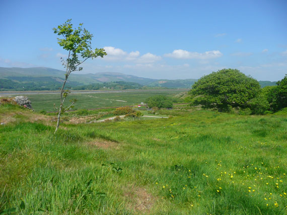 picture of the Glaslyn nest