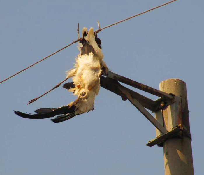 2x images of electrocuted White Stork, Bulgaria