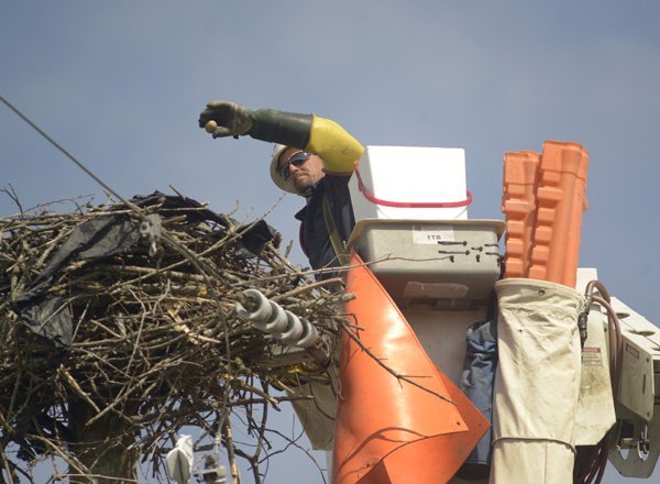 Representing bird power supply safety